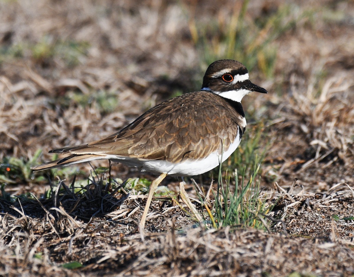 Kildir txirritxoa - ML647735868