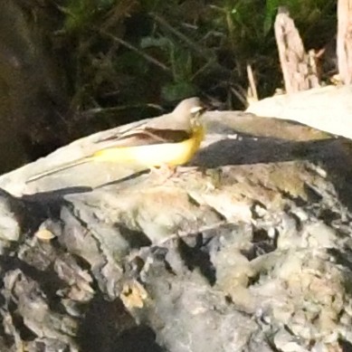 Buztanikara horia - ML647735869