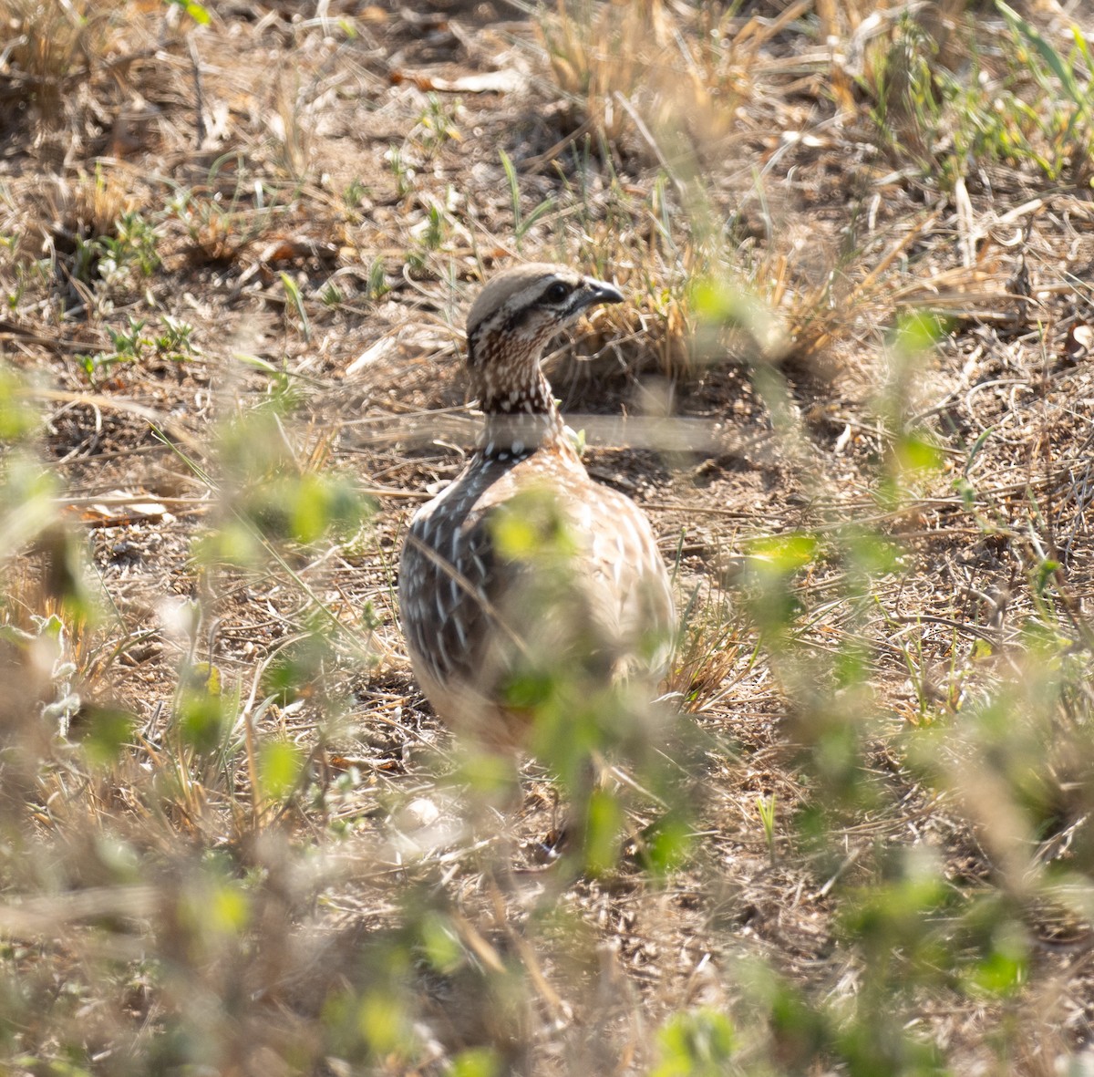 Crested Francolin (Crested) - ML647735870