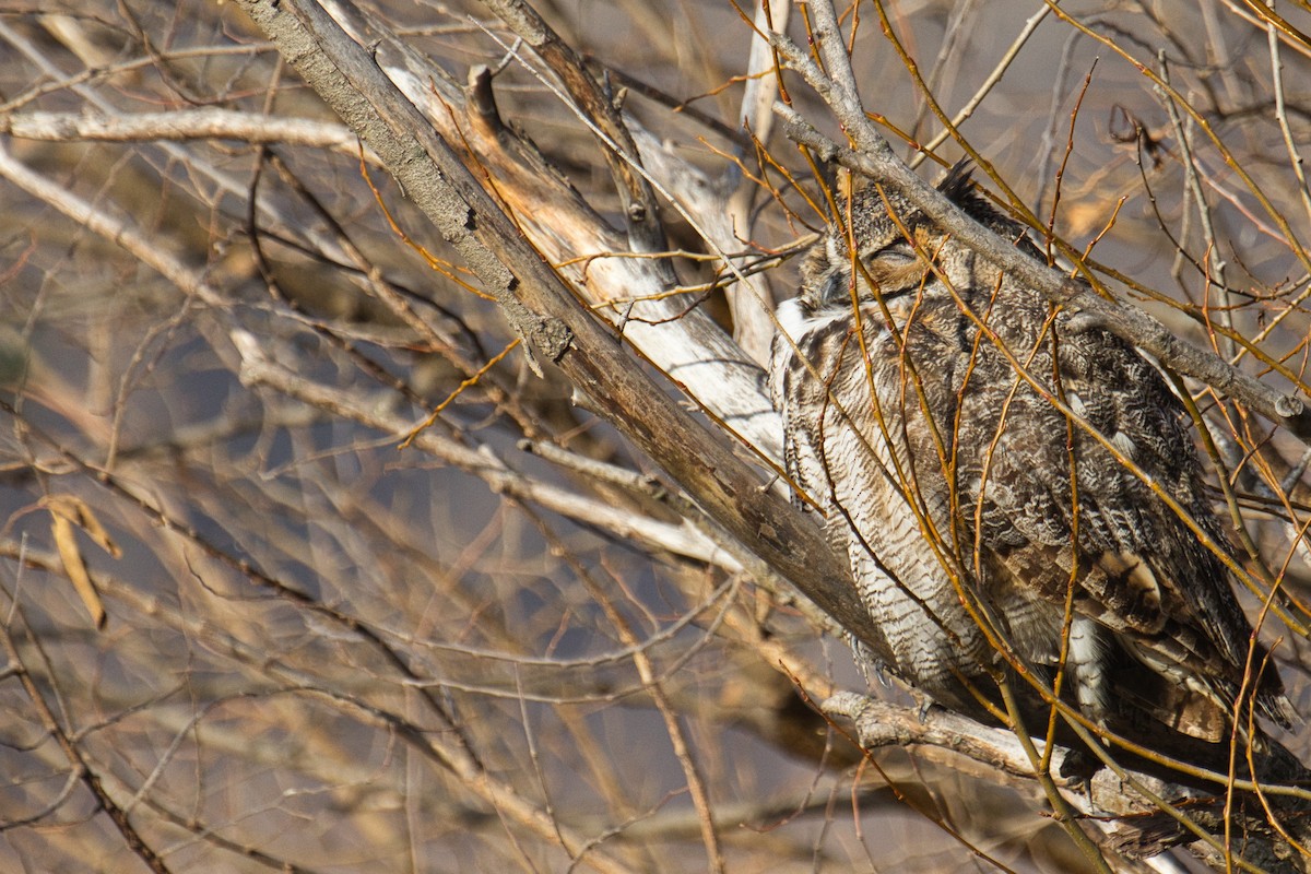 Hontz virginiarra - ML647735871