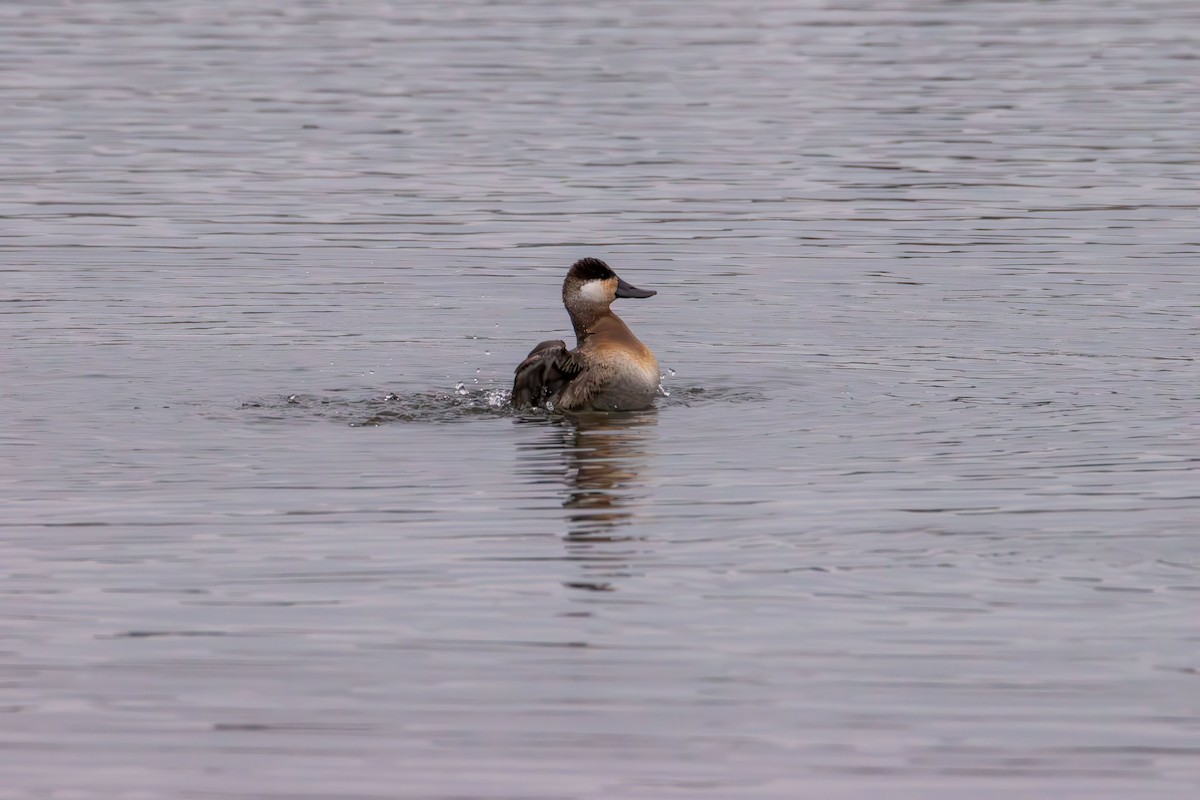 Ahate herdoiltsua - ML647735873