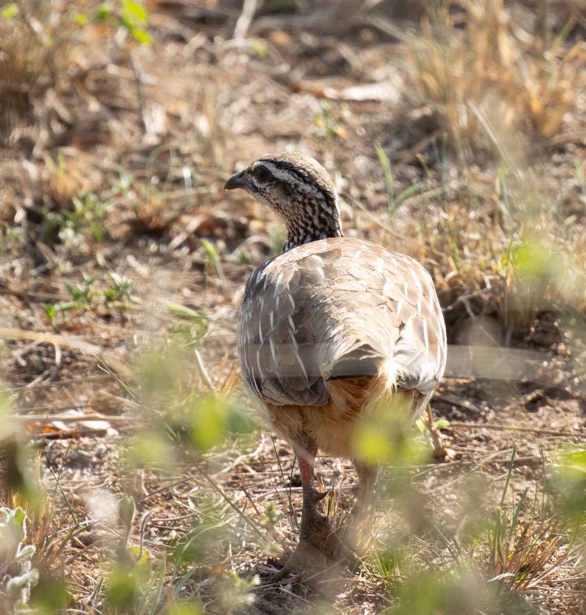 Crested Francolin (Crested) - ML647735874