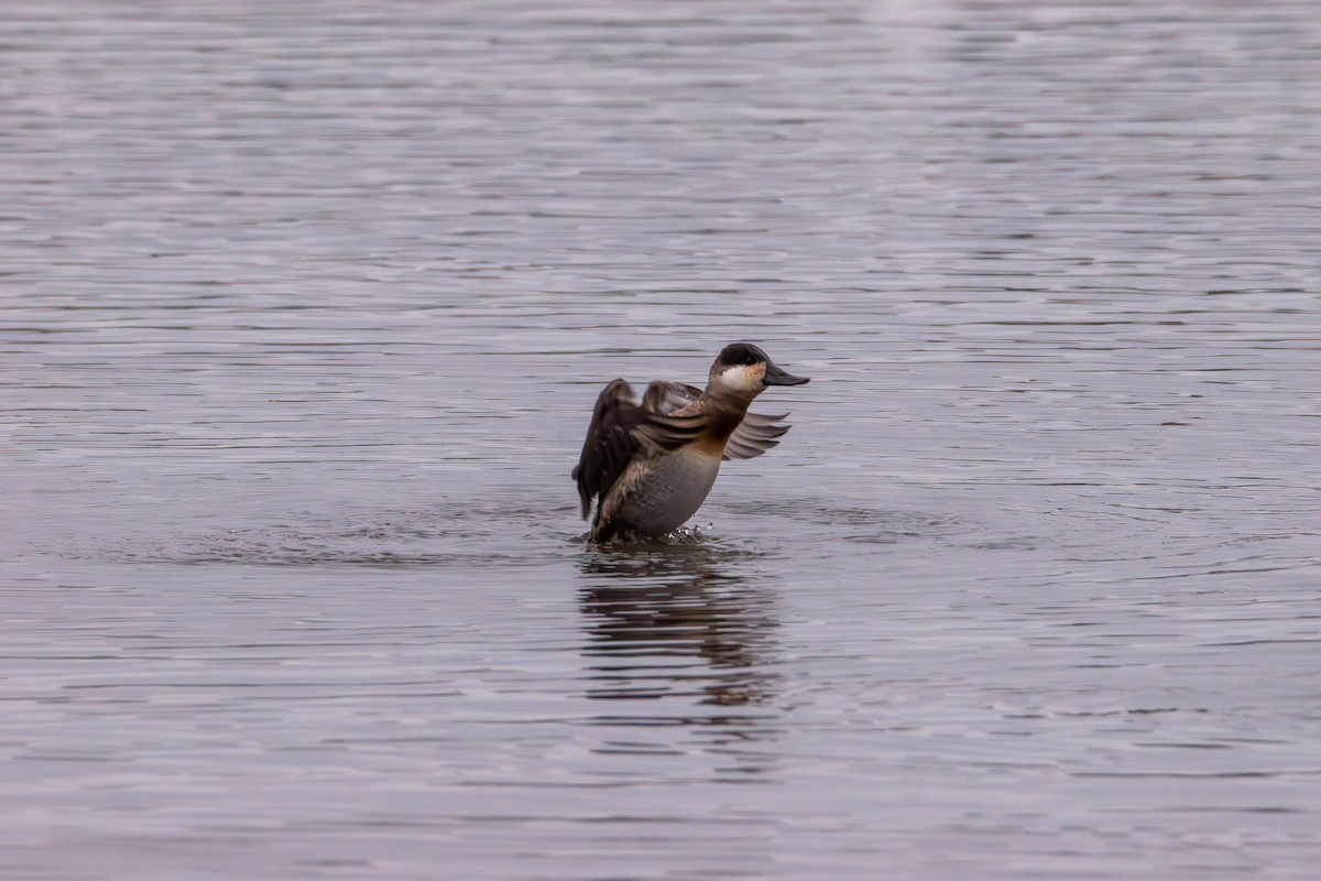 Ahate herdoiltsua - ML647735876