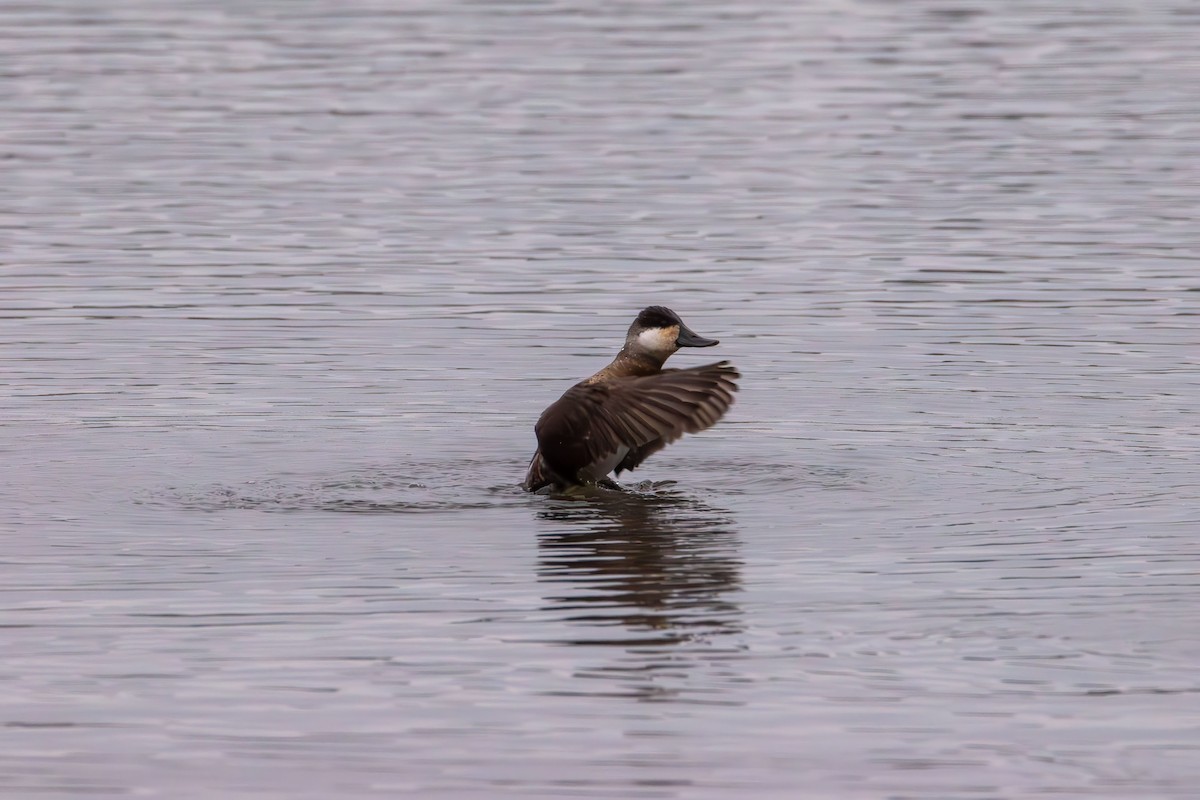 Ahate herdoiltsua - ML647735878