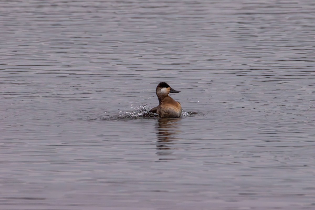 Ahate herdoiltsua - ML647735879