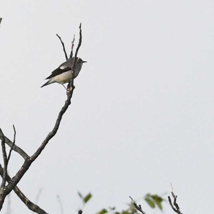 White-shouldered Starling - ML647735880