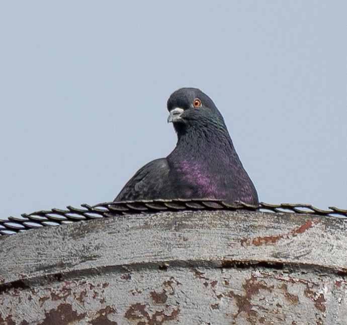 Haitz-usoa (etxekoa) - ML647735881