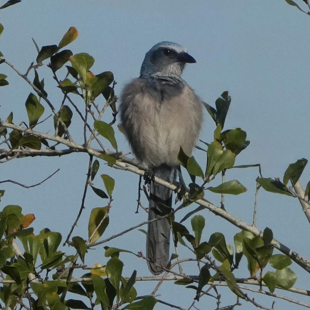 Florida Scrub-Jay - ML647735882
