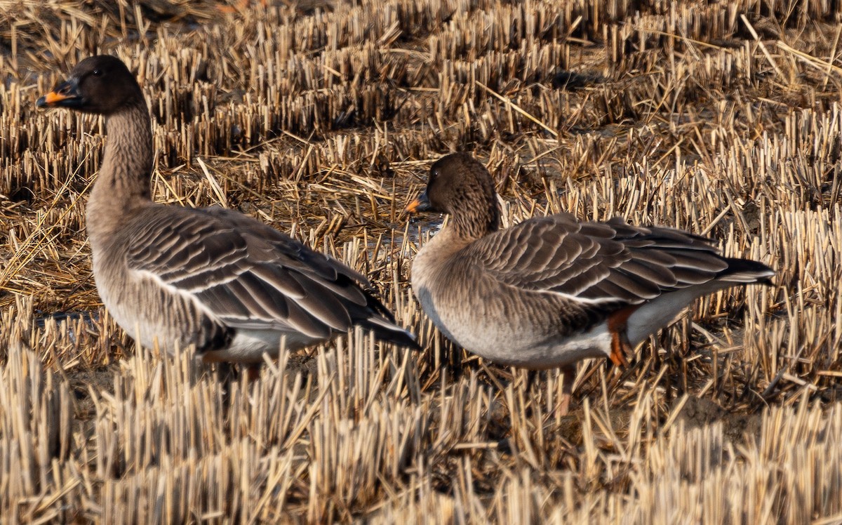 Tundrako antzara hankahoria - ML647735883