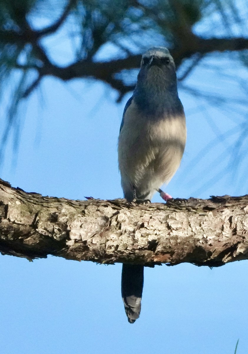 Florida Scrub-Jay - ML647735893