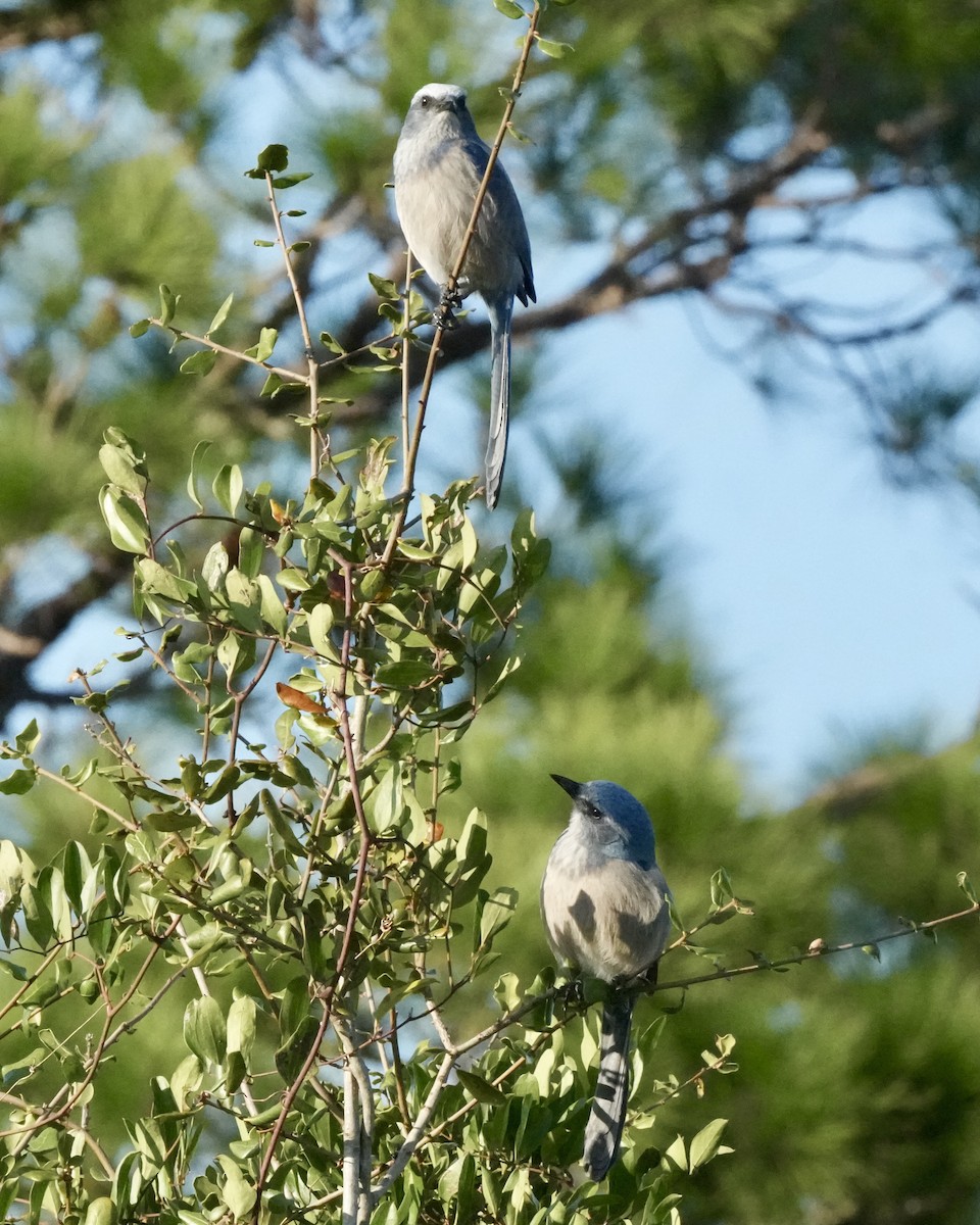 Florida Scrub-Jay - ML647735899