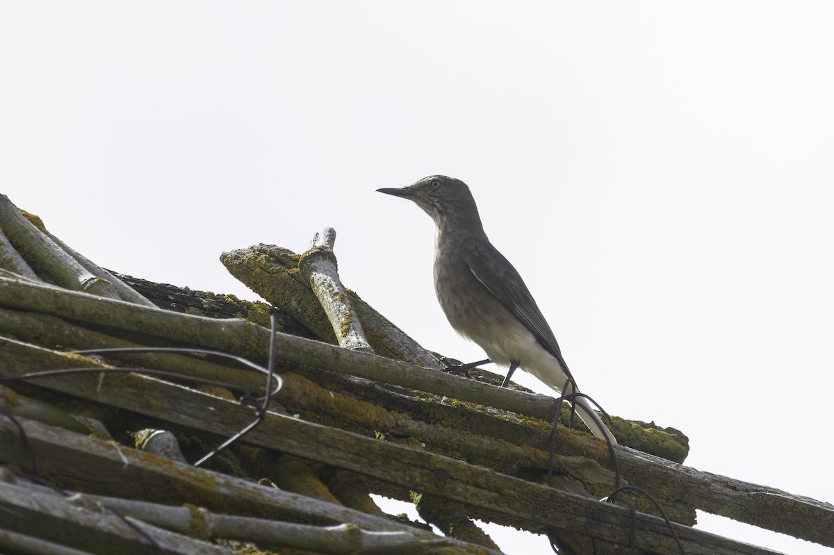 Black-billed Shrike-Tyrant - ML647735906