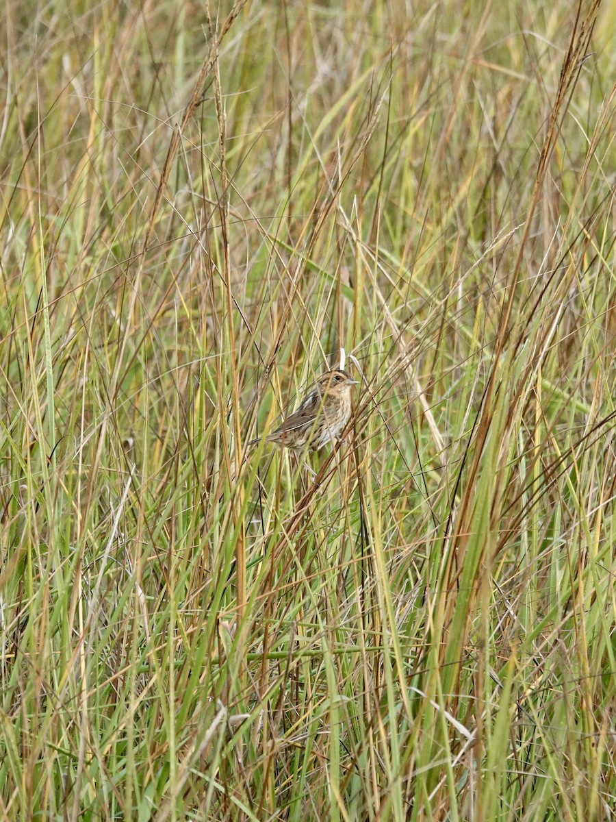 Nelson's Sparrow - ML647735909