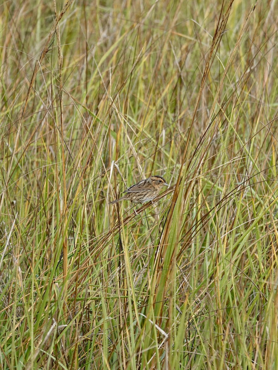 Nelson's Sparrow - ML647735910