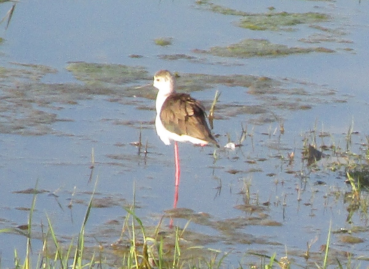 高蹺鴴 - ML647735928