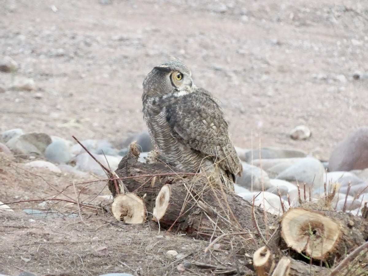 Great Horned Owl - ML647735939