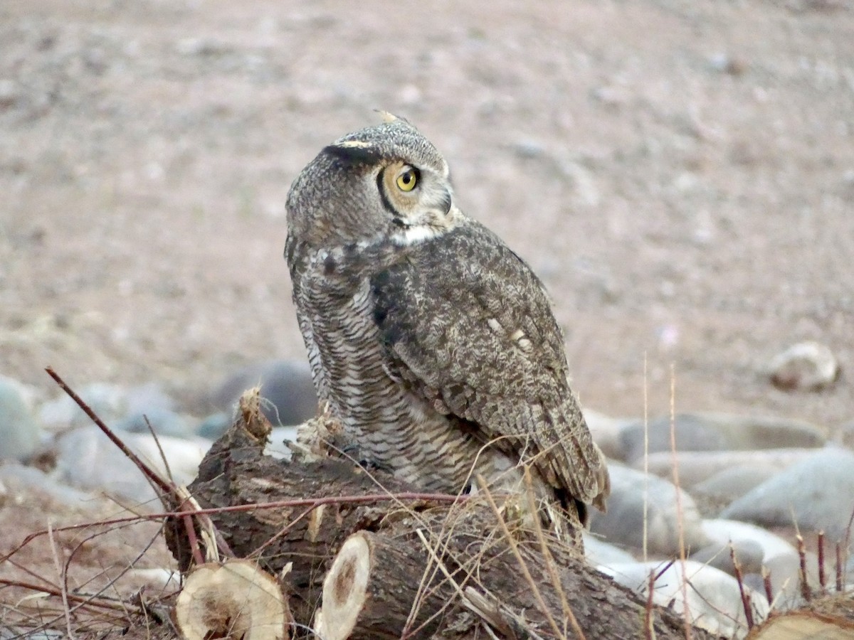 Great Horned Owl - ML647735940
