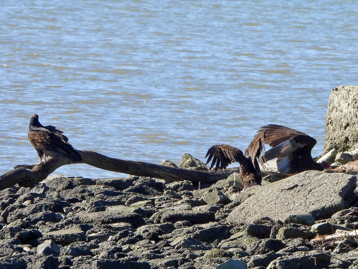 kondor krocanovitý - ML647735943