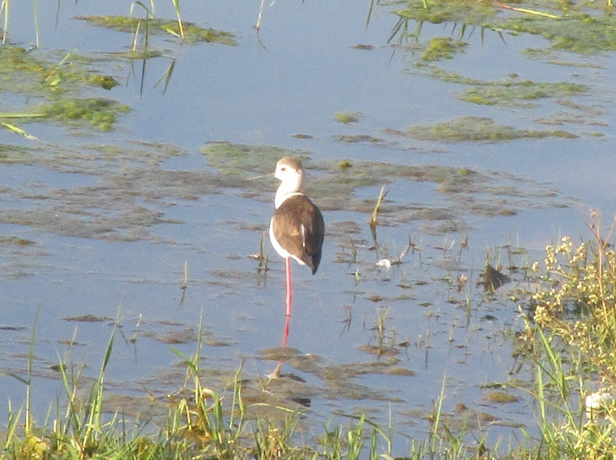 高蹺鴴 - ML647735954