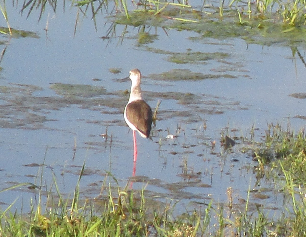 Échasse blanche - ML647735967