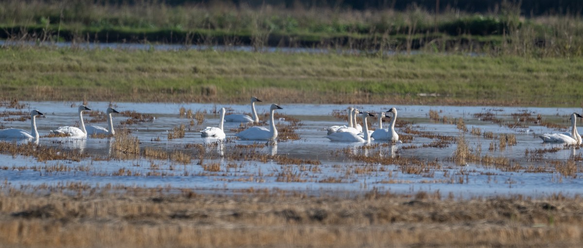 Tundra Swan - ML647735968