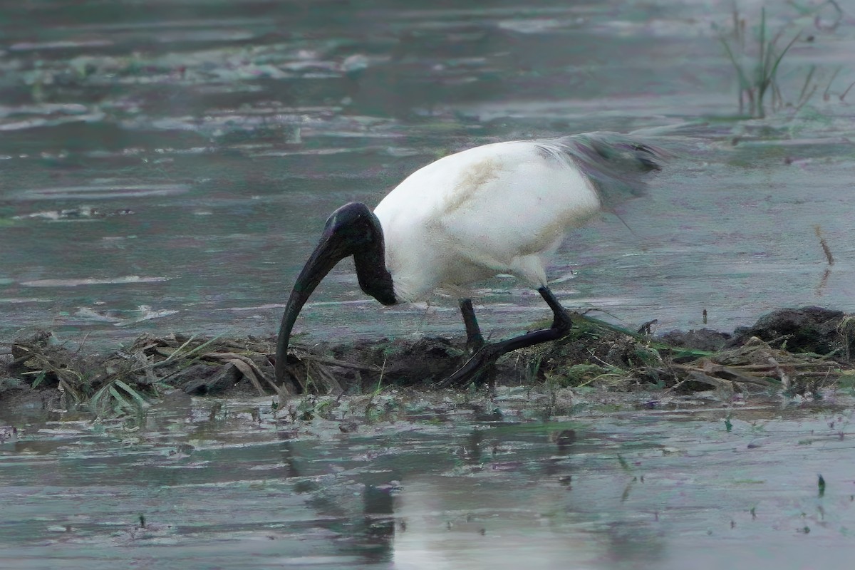 Ibis à tête noire - ML647735969