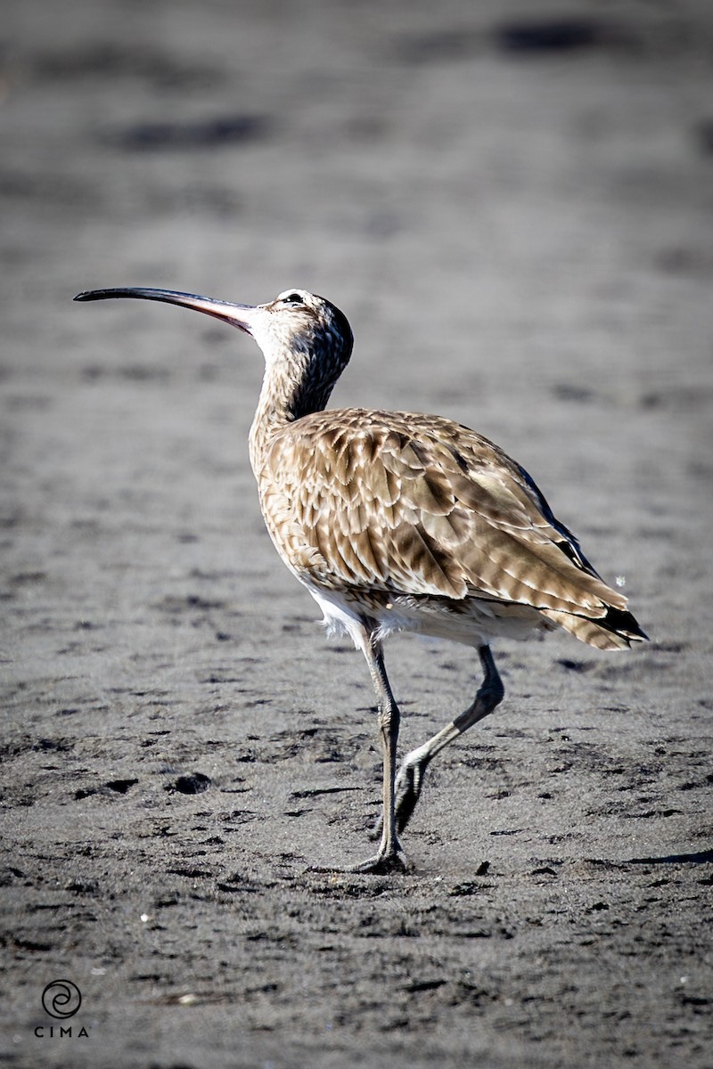 Courlis hudsonien - ML647735970