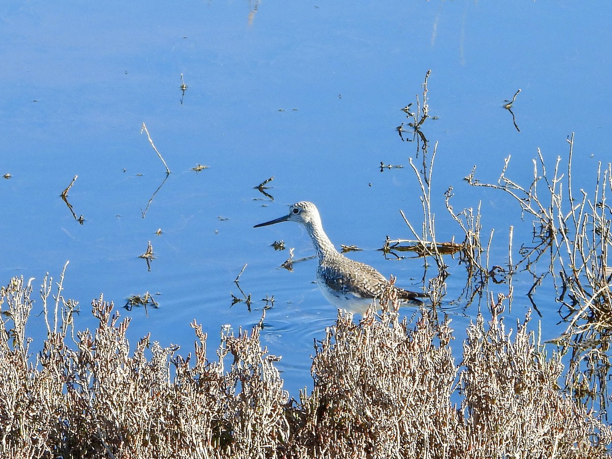 Grand Chevalier - ML647735971