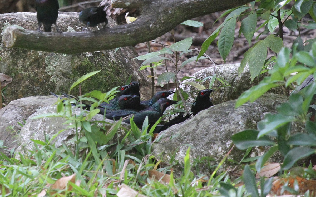 Шпак-малюк блискітливий - ML647735972