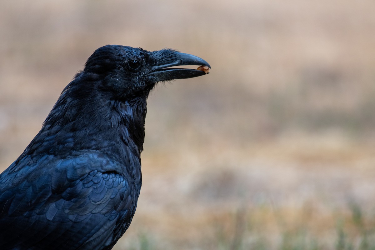 Крук звичайний - ML647735974