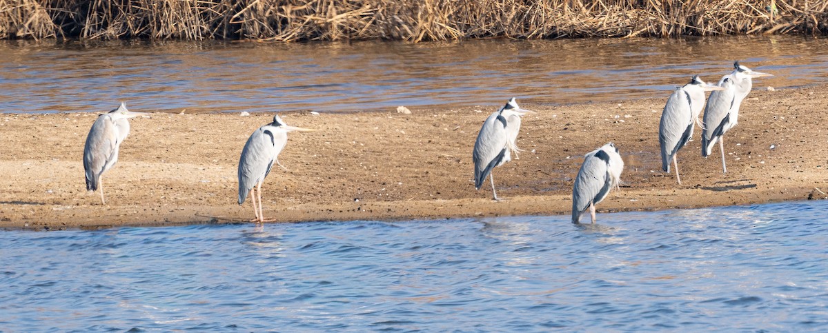 Чапля сіра - ML647735975