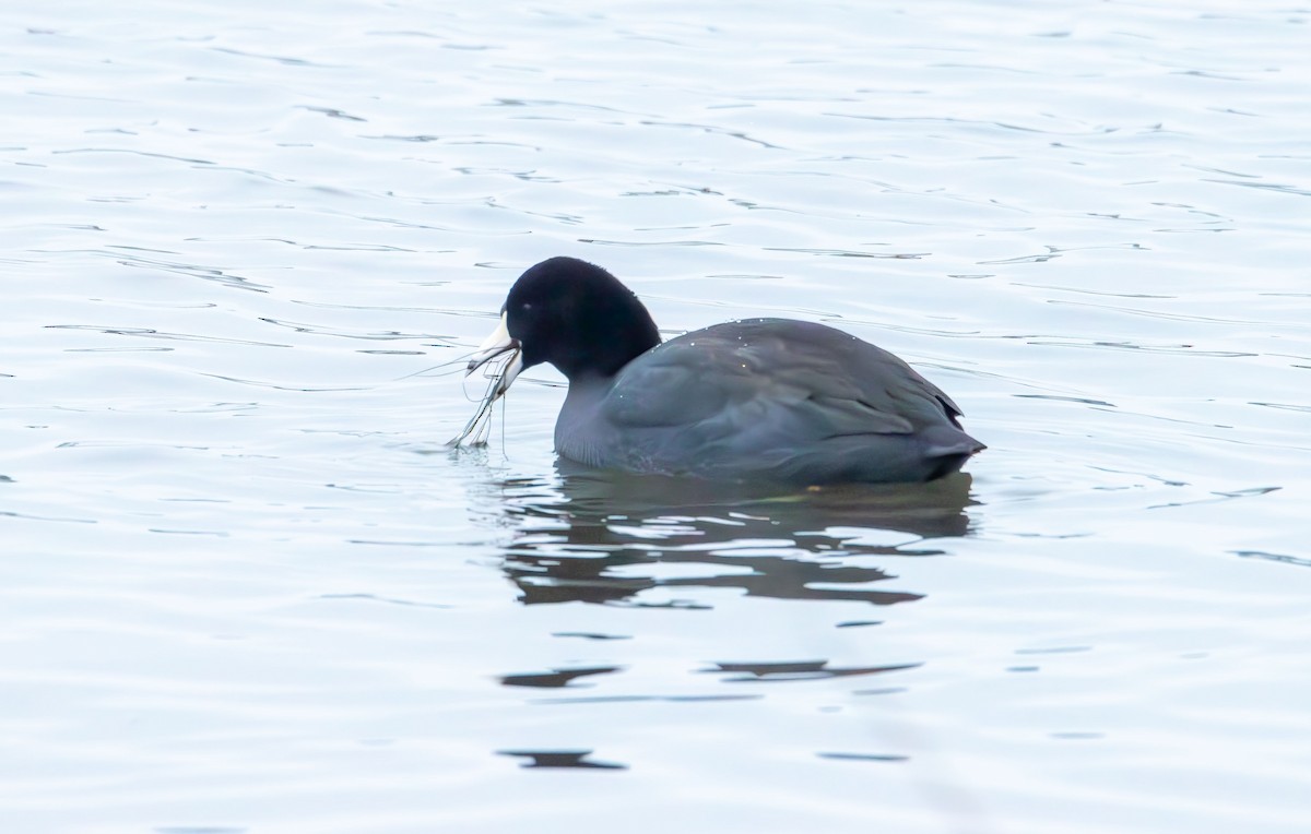 Лиска американська - ML647735976