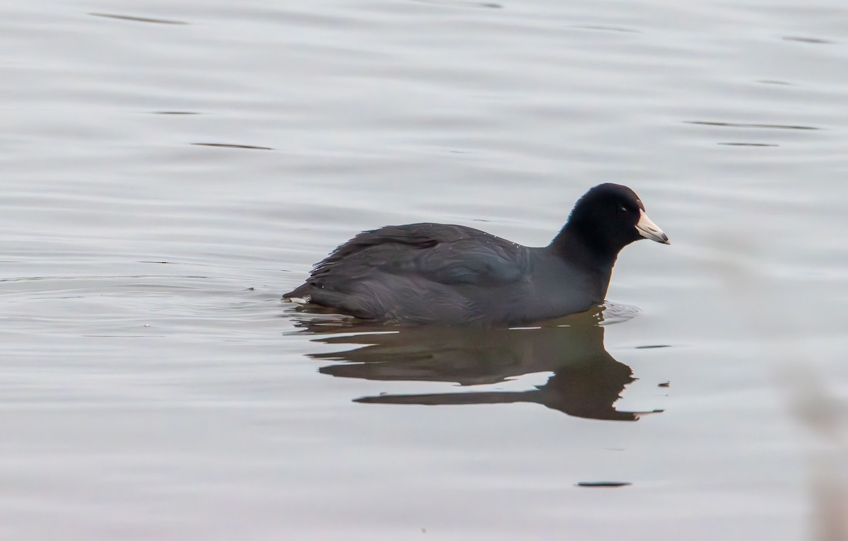 Лиска американська - ML647735977