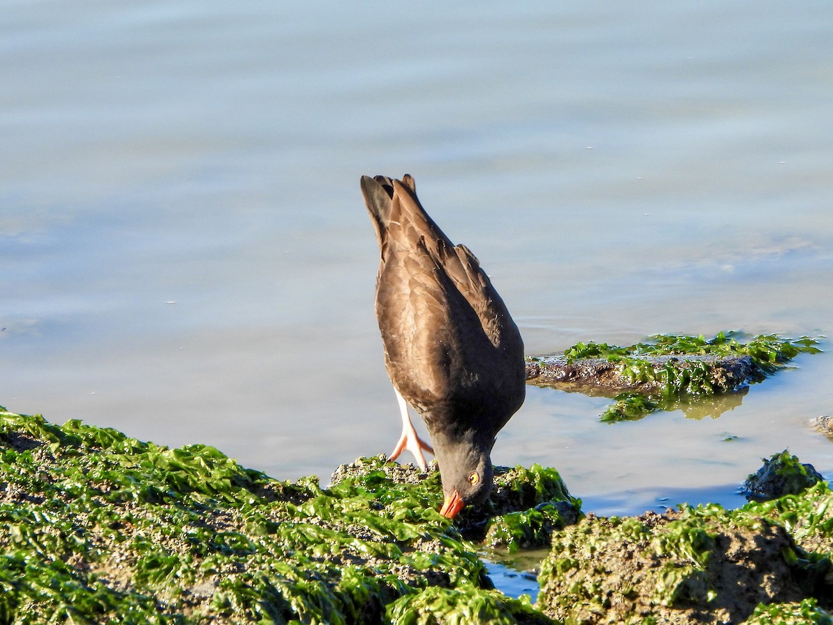 Кулик-сорока чорний - ML647735978