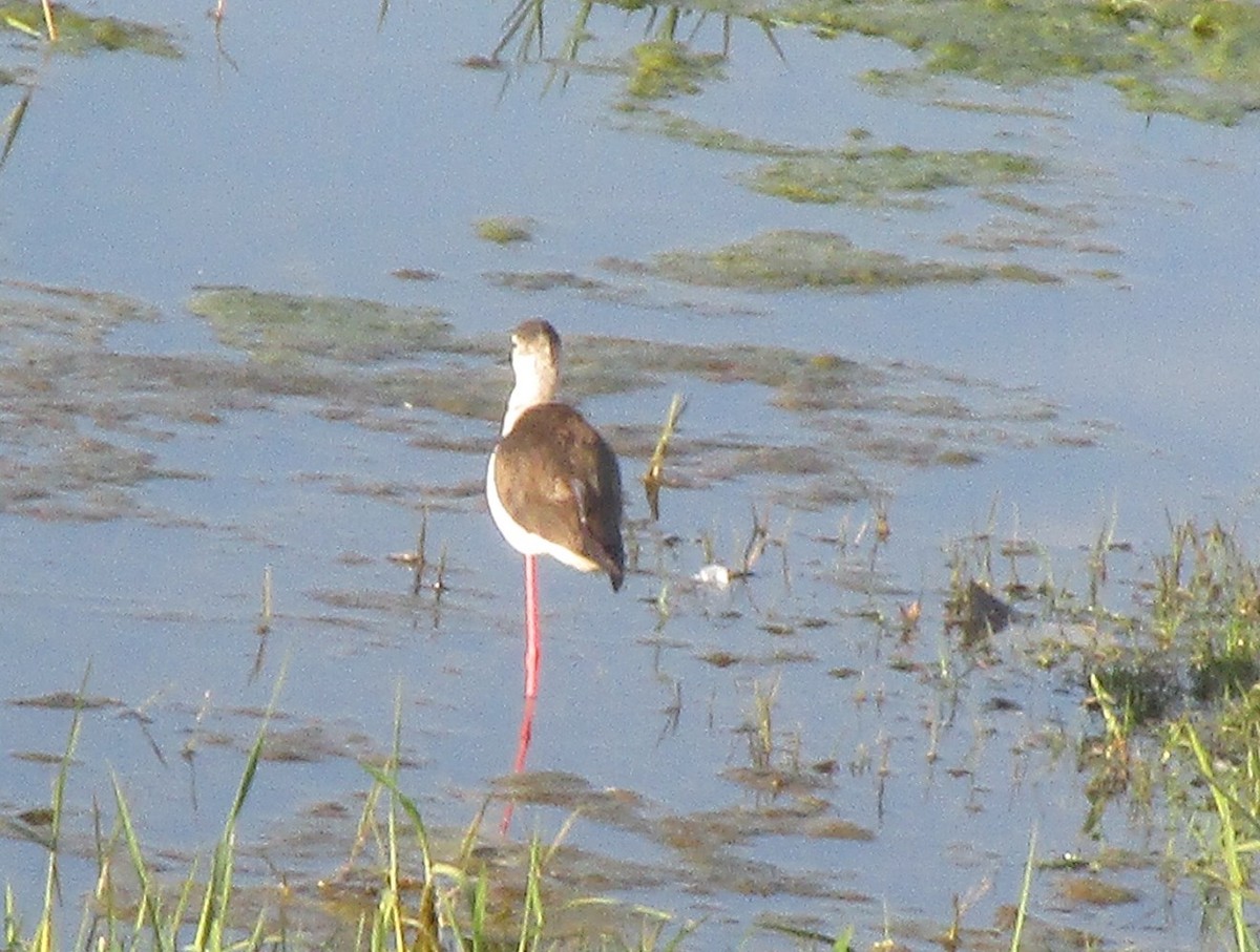 Кулик-довгоніг чорнокрилий - ML647735979