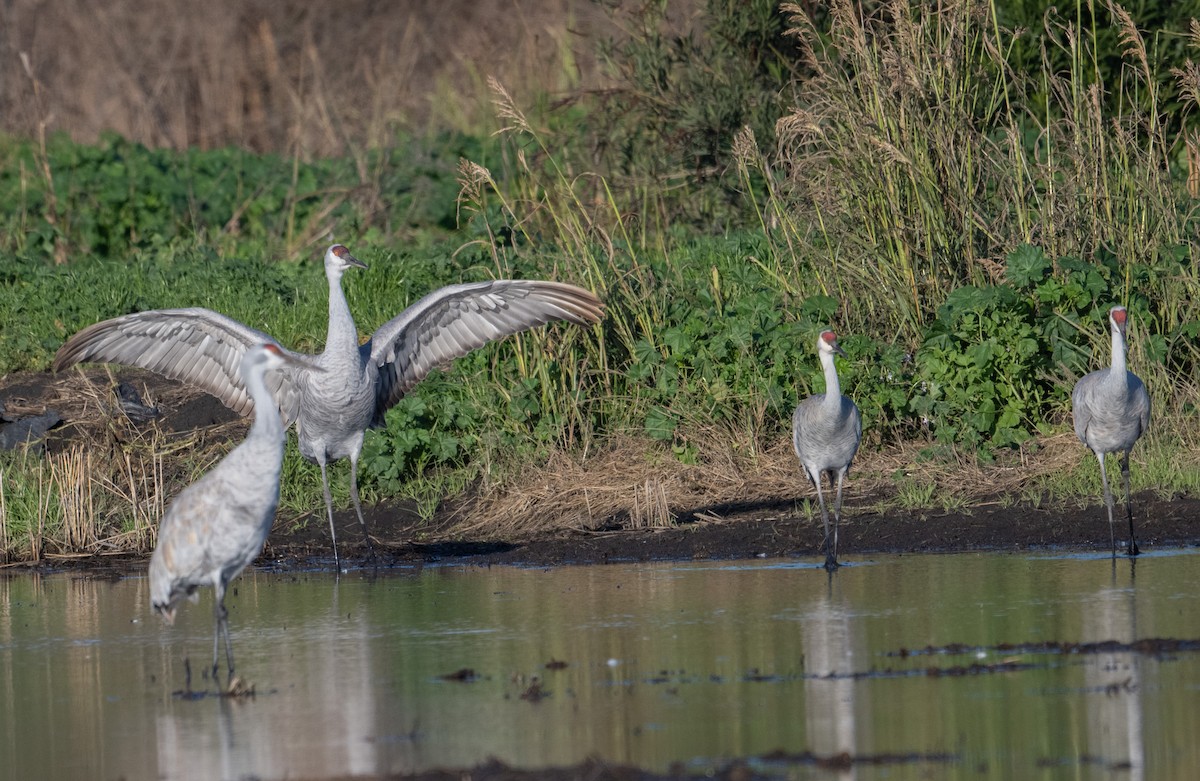 Журавель канадський - ML647735980