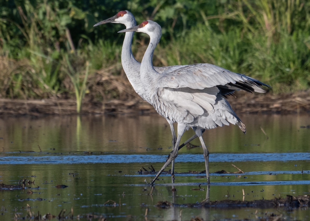Журавель канадський - ML647735981