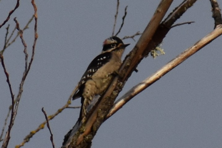 Дятел волохатий - ML647735982