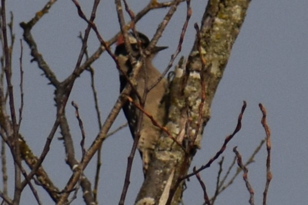 Дятел волохатий - ML647735983