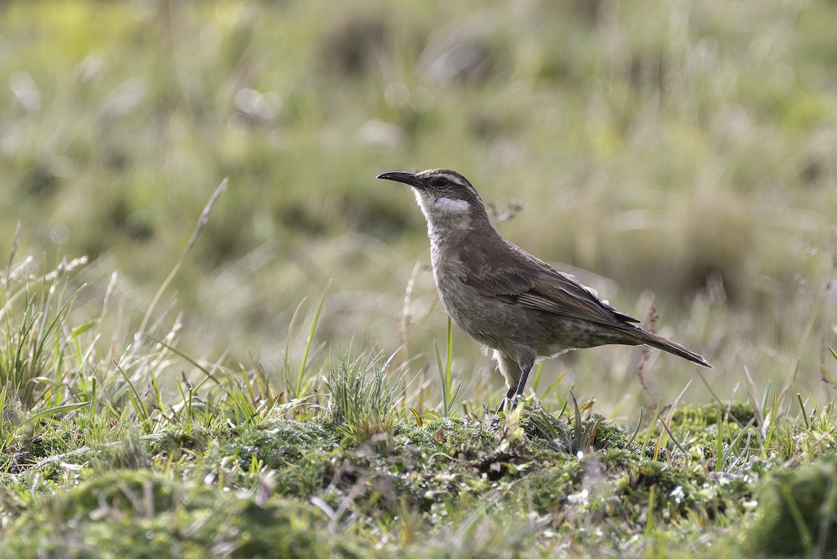 Трясохвіст строкатий - ML647735984