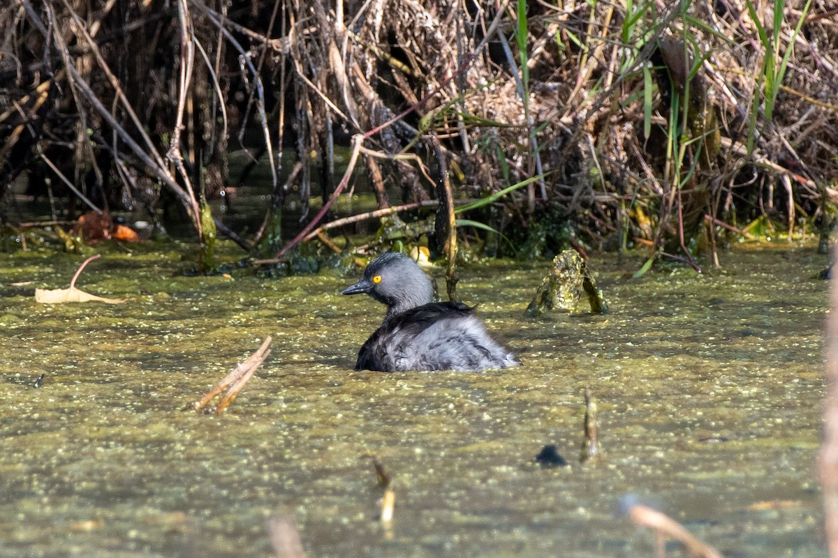Пірникоза домініканська - ML647735985