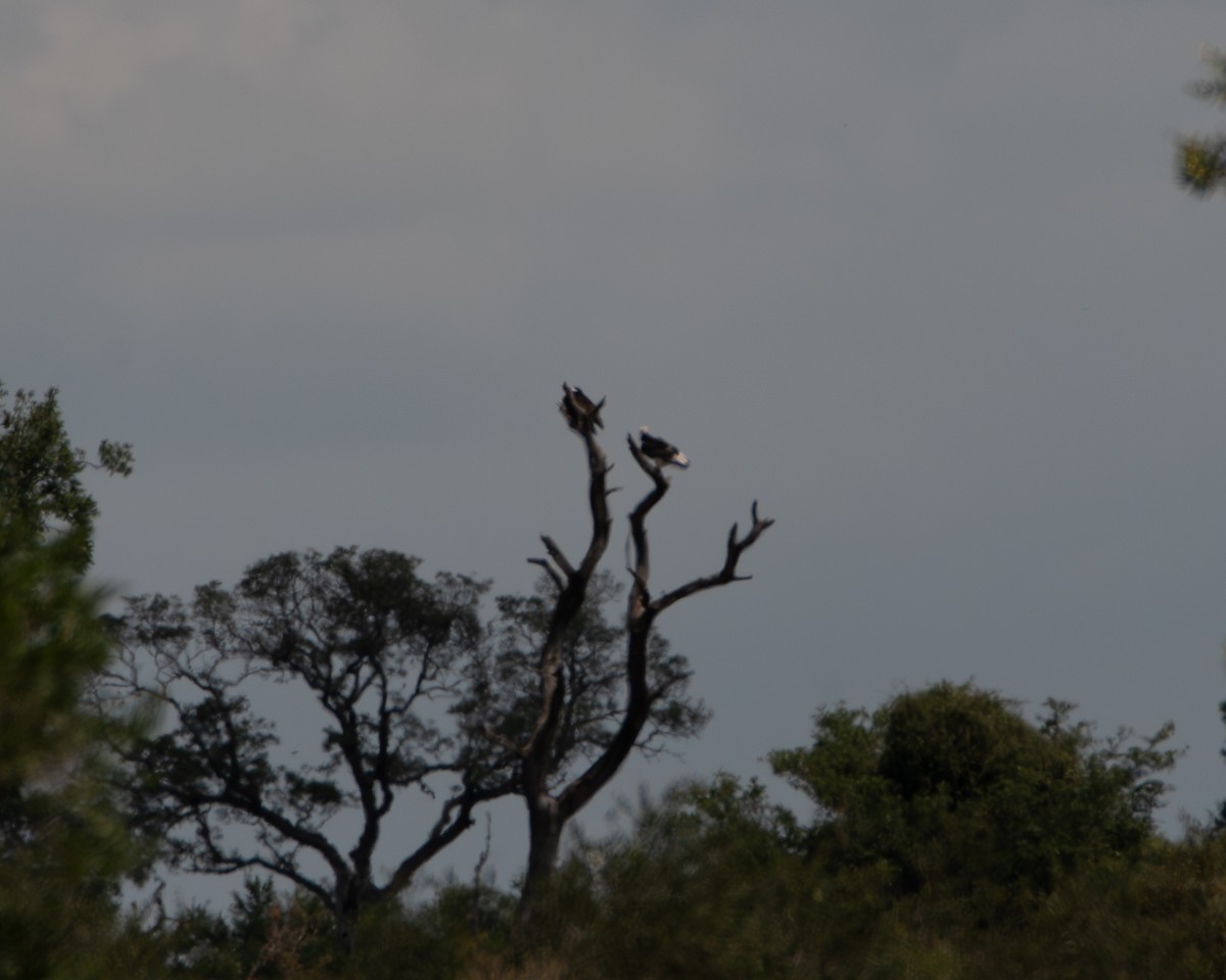 Гриф білоголовий - ML647735987