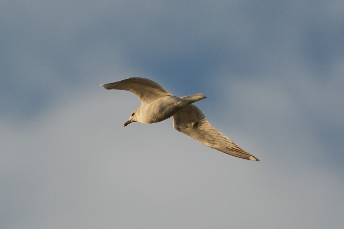 Мартин делаверський - ML647735988