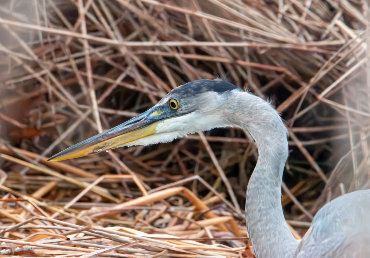 Чапля північна - ML647735989