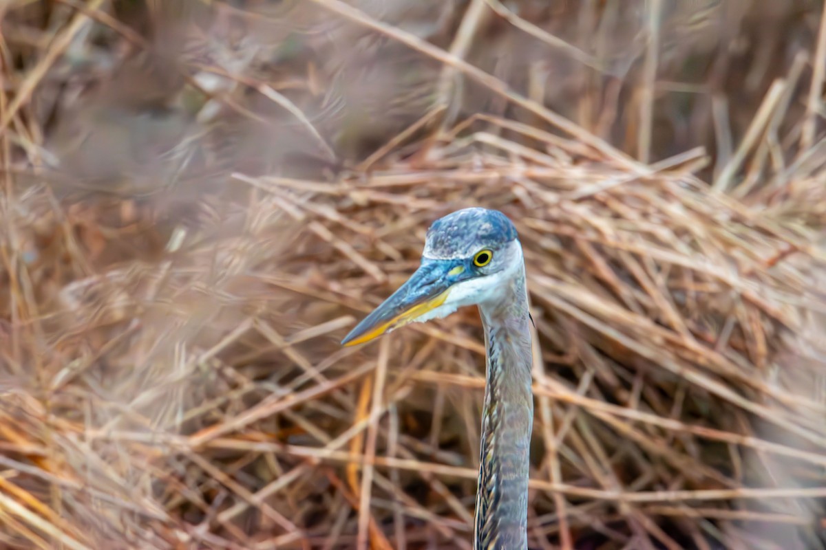 Чапля північна - ML647735990