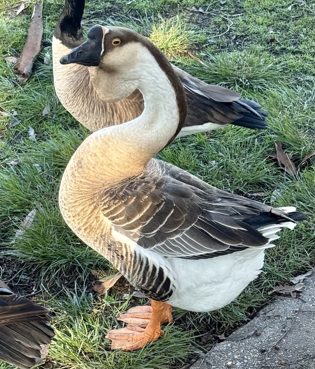 Гуска китайська (свійська) - ML647735991