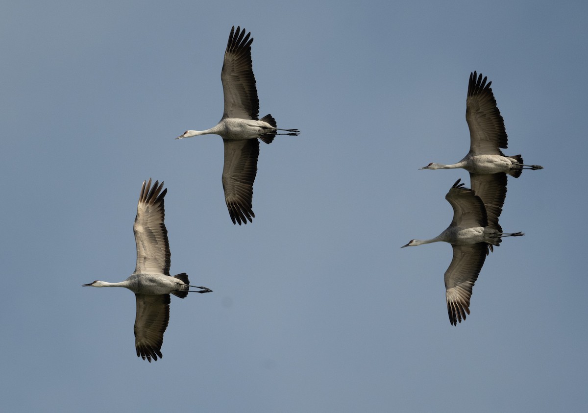 Журавель канадський - ML647735992