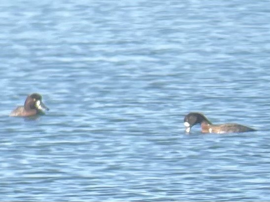 Чернь морська - ML647735993