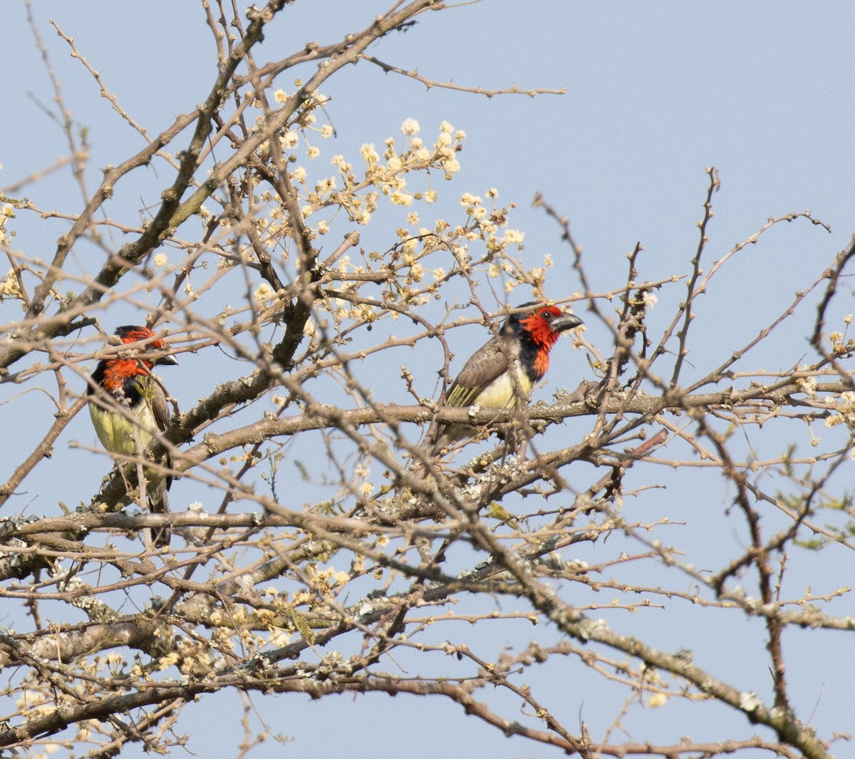 Лібія чорношия - ML647735999