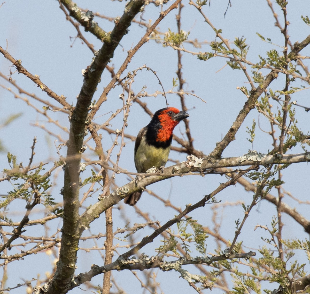 Лібія чорношия - ML647736000